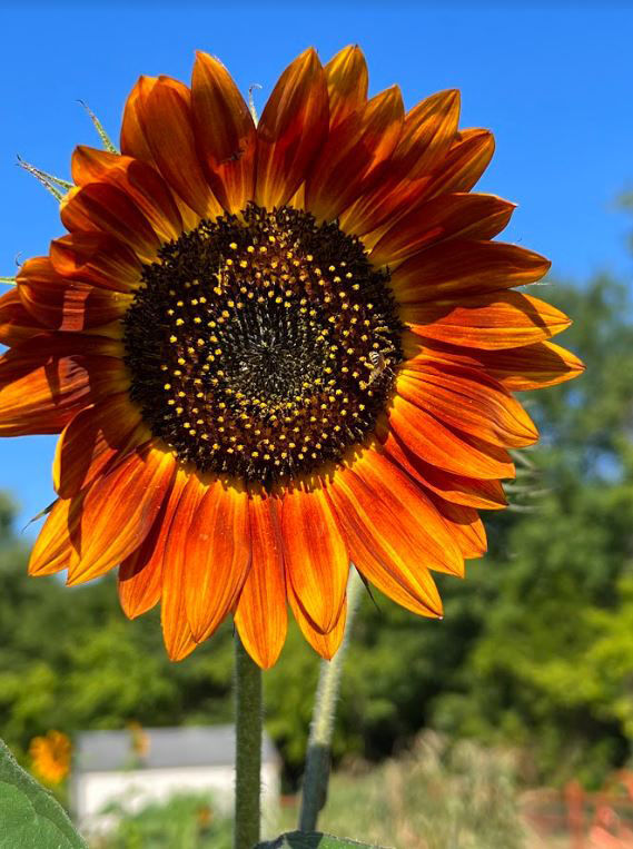 Sunflower